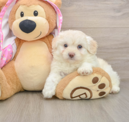 7 week old Mini Aussiedoodle Puppy For Sale - Puppy Love PR