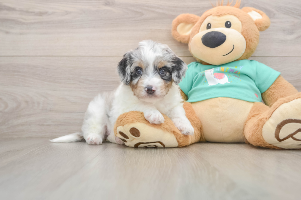 Little Aussiepoo Poodle Mix Puppy