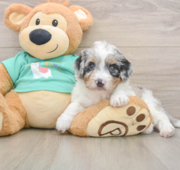 7 week old Mini Aussiedoodle Puppy For Sale - Puppy Love PR