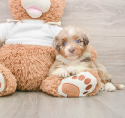 8 week old Mini Aussiedoodle Puppy For Sale - Puppy Love PR
