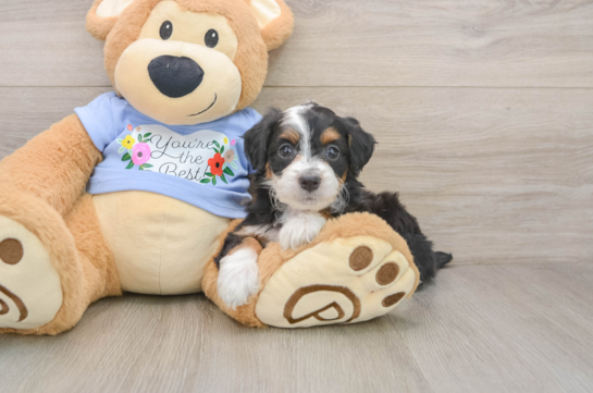 Mini Aussiedoodle Pup Being Cute