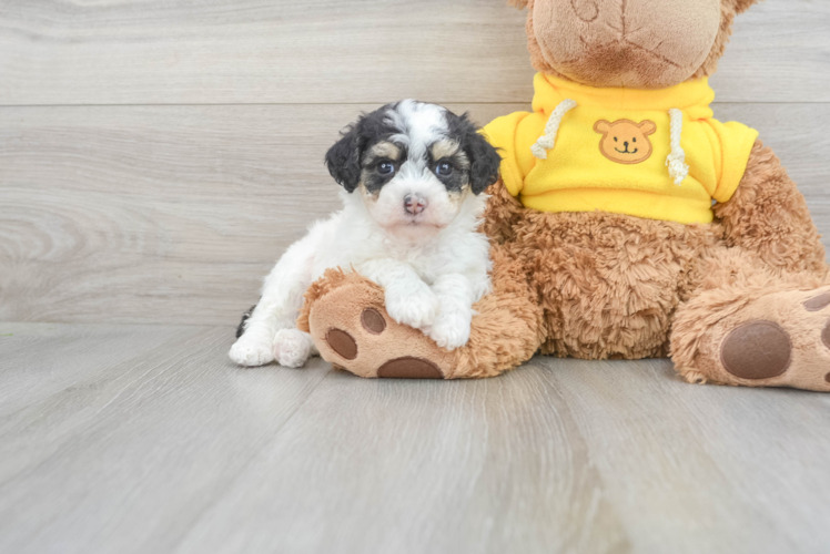 Meet Homage - our Mini Aussiedoodle Puppy Photo 1/3 - Puppy Love PR Hypoallergenic Aussiepoo Poodle Mix Puppy