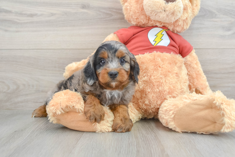 Meet Homage - our Mini Aussiedoodle Puppy Photo 1/3 - Puppy Love PR Best Mini Aussiedoodle Baby