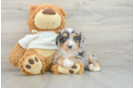 Cute Mini Aussiedoodle Baby