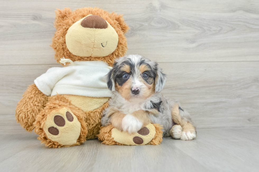 6 week old Mini Aussiedoodle Puppy For Sale - Puppy Love PR