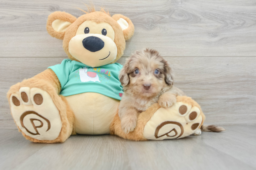 8 week old Mini Aussiedoodle Puppy For Sale - Puppy Love PR