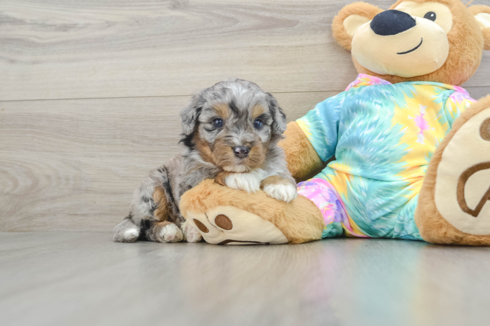 Mini Aussiedoodle Pup Being Cute