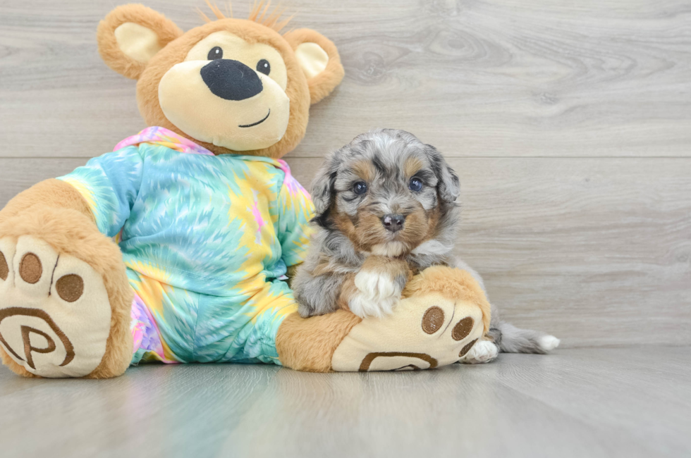 5 week old Mini Aussiedoodle Puppy For Sale - Puppy Love PR