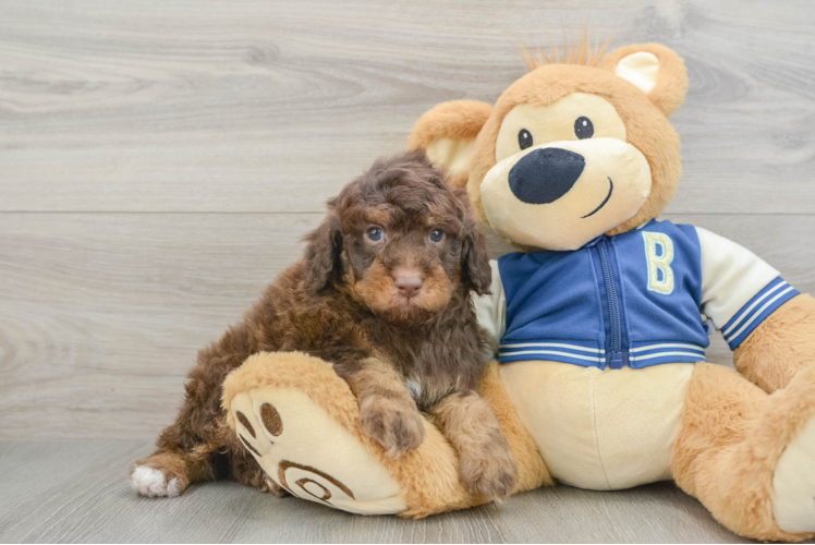 Mini Aussiedoodle Puppy for Adoption