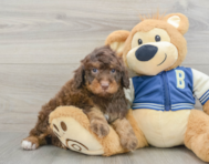 8 week old Mini Aussiedoodle Puppy For Sale - Puppy Love PR