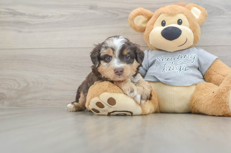 5 week old Mini Aussiedoodle Puppy For Sale - Puppy Love PR