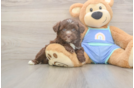 Best Mini Aussiedoodle Baby