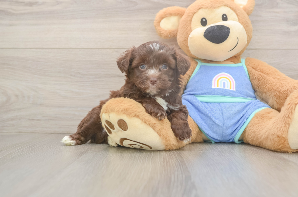 5 week old Mini Aussiedoodle Puppy For Sale - Puppy Love PR