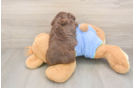 Best Mini Aussiedoodle Baby