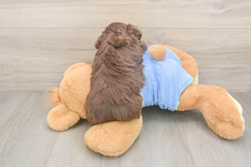 Best Mini Aussiedoodle Baby