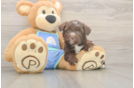 Adorable Mini Australian Shepherd X Poodle Mix Poodle Mix Puppy