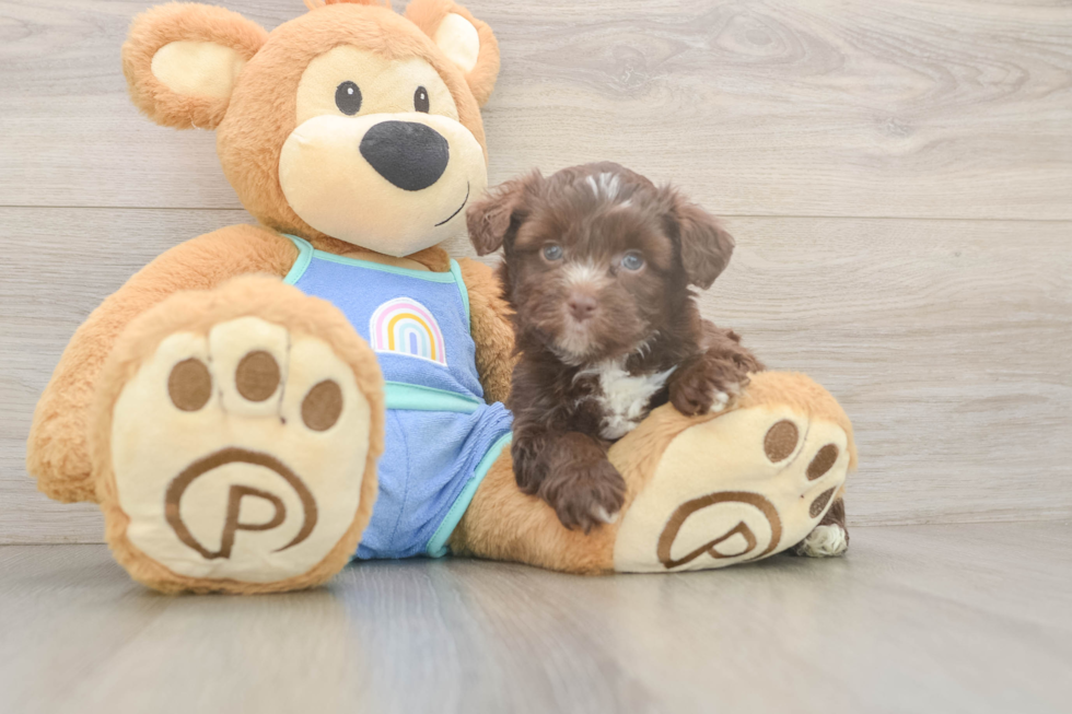 Adorable Mini Australian Shepherd X Poodle Mix Poodle Mix Puppy