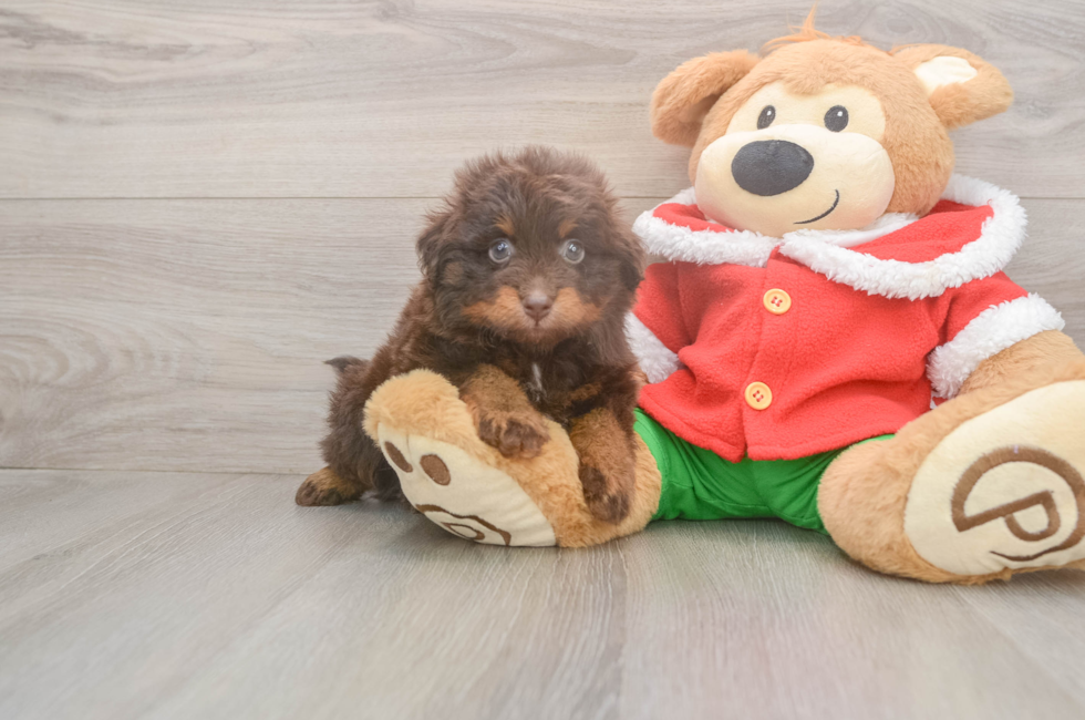 5 week old Mini Aussiedoodle Puppy For Sale - Puppy Love PR