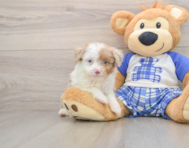 8 week old Mini Aussiedoodle Puppy For Sale - Puppy Love PR