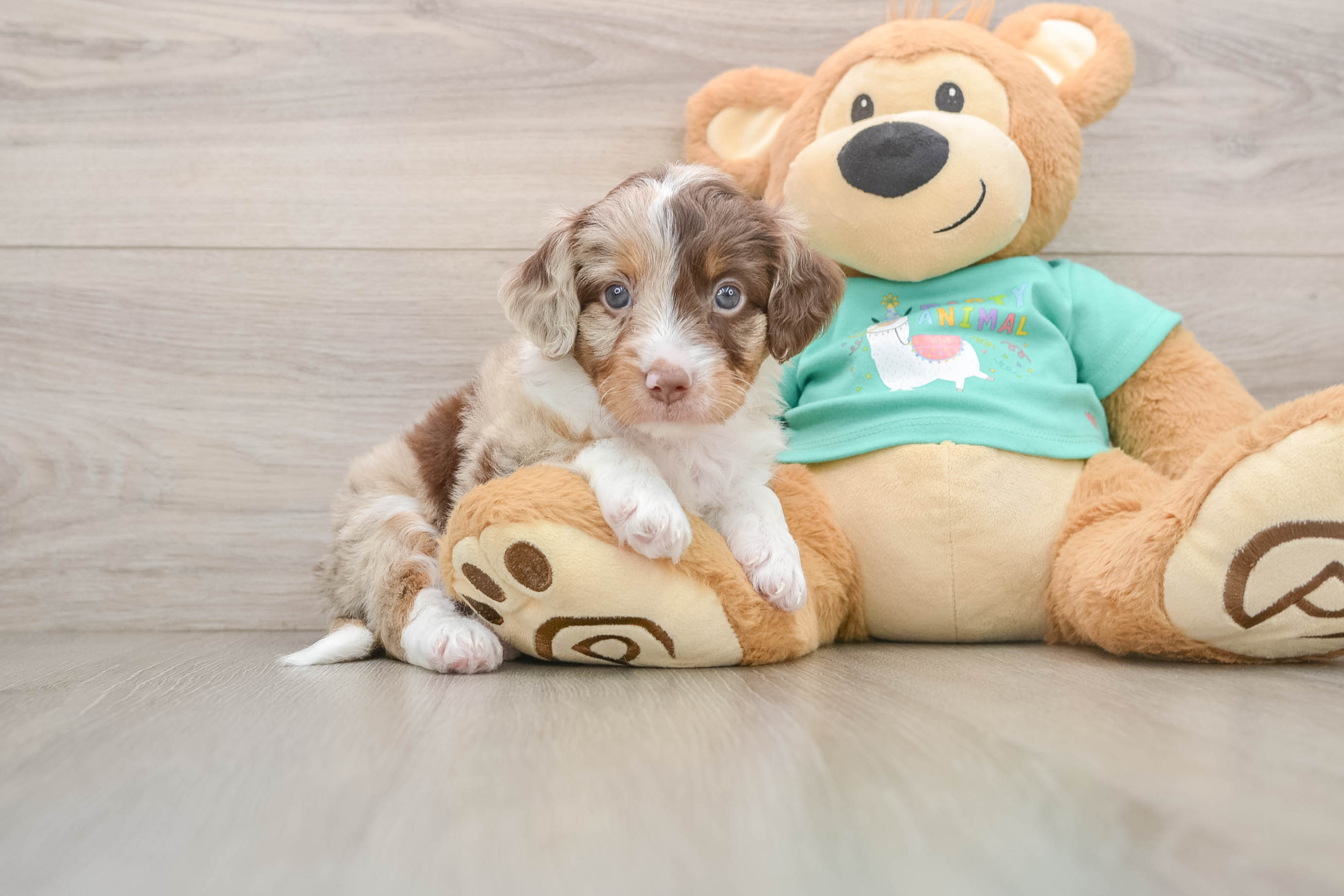 Mini Aussiedoodle Pup Being Cute