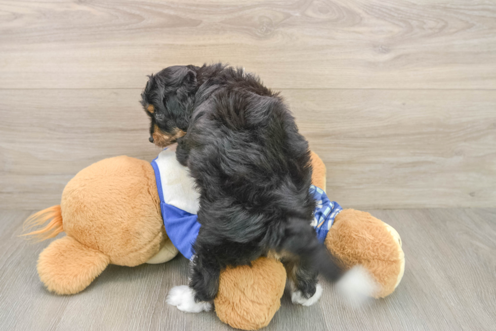 Smart Mini Aussiedoodle Poodle Mix Pup