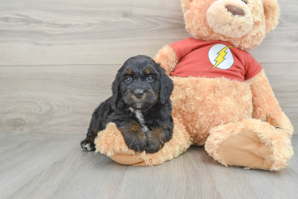 Adorable Aussiepoo Poodle Mix Puppy