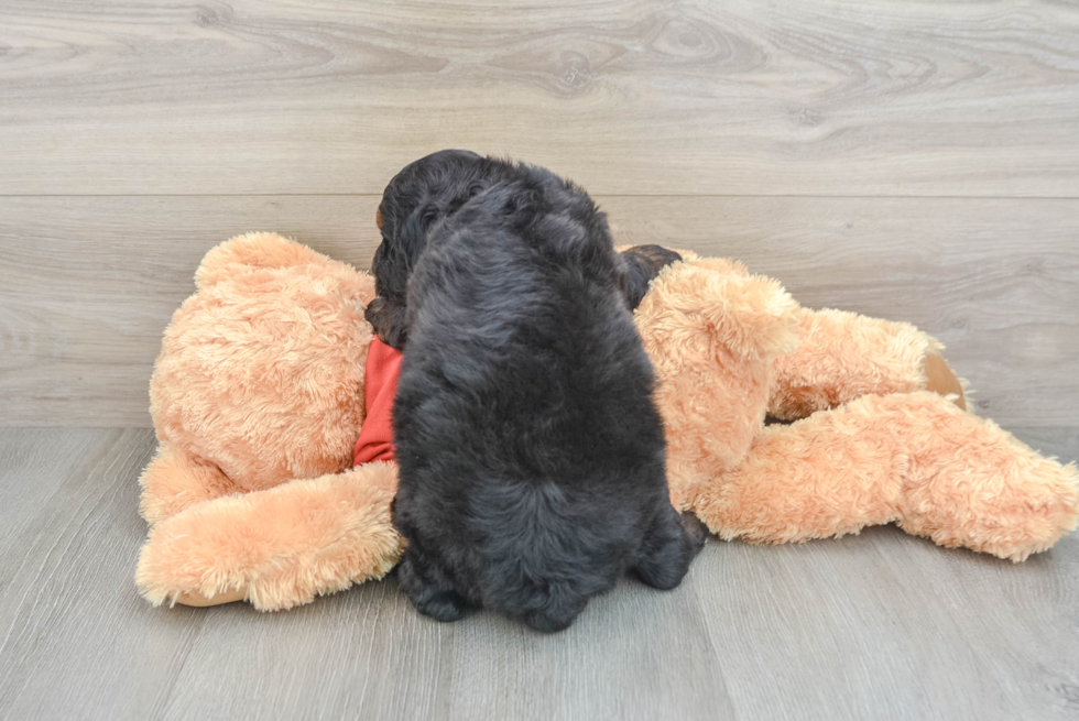Little Aussiepoo Poodle Mix Puppy