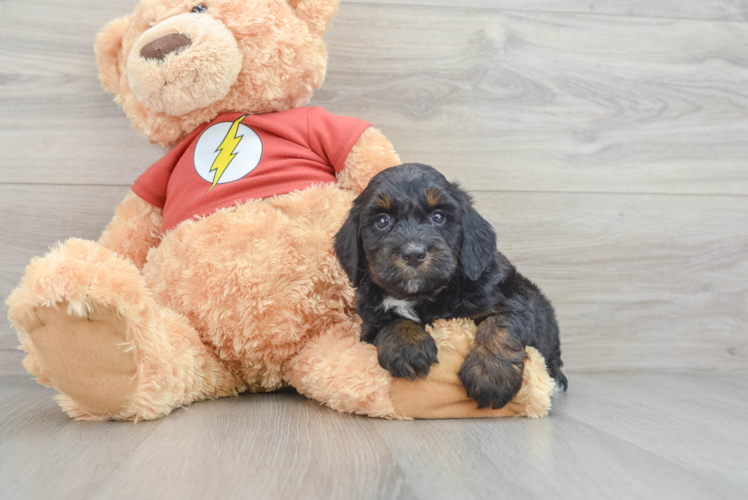 Best Mini Aussiedoodle Baby
