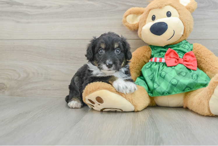 Meet Horacio - our Mini Aussiedoodle Puppy Photo 1/3 - Puppy Love PR Sweet Mini Aussiedoodle Baby