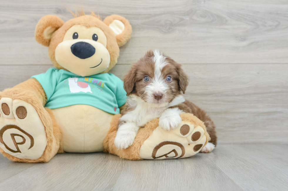 8 week old Mini Aussiedoodle Puppy For Sale - Puppy Love PR