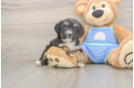 Mini Aussiedoodle Puppy for Adoption