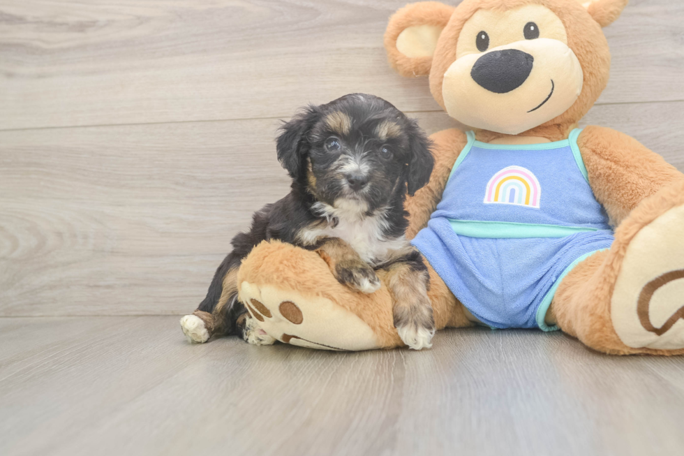 Mini Aussiedoodle Puppy for Adoption