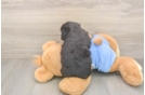 Fluffy Mini Aussiedoodle Poodle Mix Pup