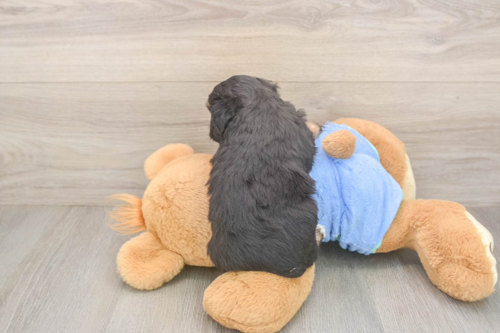 Fluffy Mini Aussiedoodle Poodle Mix Pup