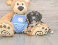 6 week old Mini Aussiedoodle Puppy For Sale - Puppy Love PR
