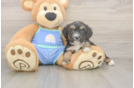 Mini Aussiedoodle Pup Being Cute