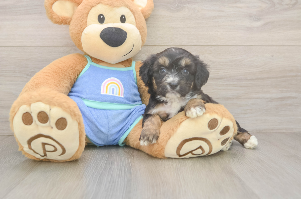 5 week old Mini Aussiedoodle Puppy For Sale - Puppy Love PR