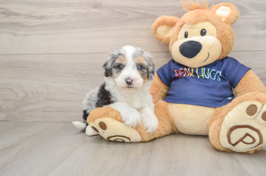 Adorable Mini Australian Shepherd X Poodle Mix Poodle Mix Puppy