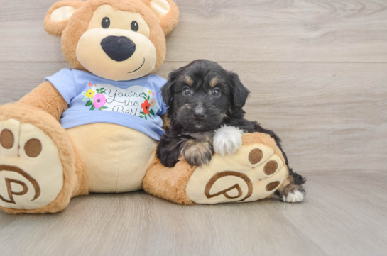 Little Aussiepoo Poodle Mix Puppy