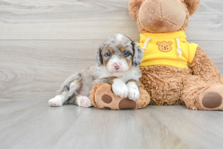 Meet Houdini - our Mini Aussiedoodle Puppy Photo 1/3 - Puppy Love PR Mini Aussiedoodle Pup Being Cute