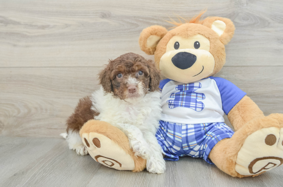 7 week old Mini Aussiedoodle Puppy For Sale - Puppy Love PR