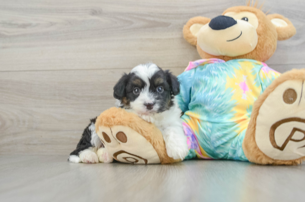 5 week old Mini Aussiedoodle Puppy For Sale - Puppy Love PR