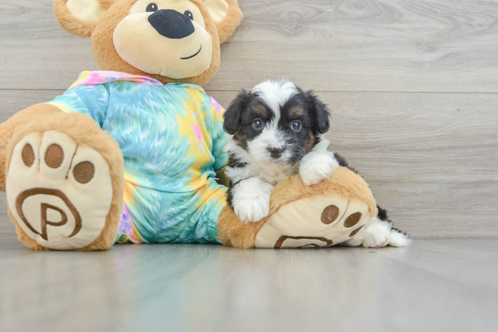 Mini Aussiedoodle Pup Being Cute