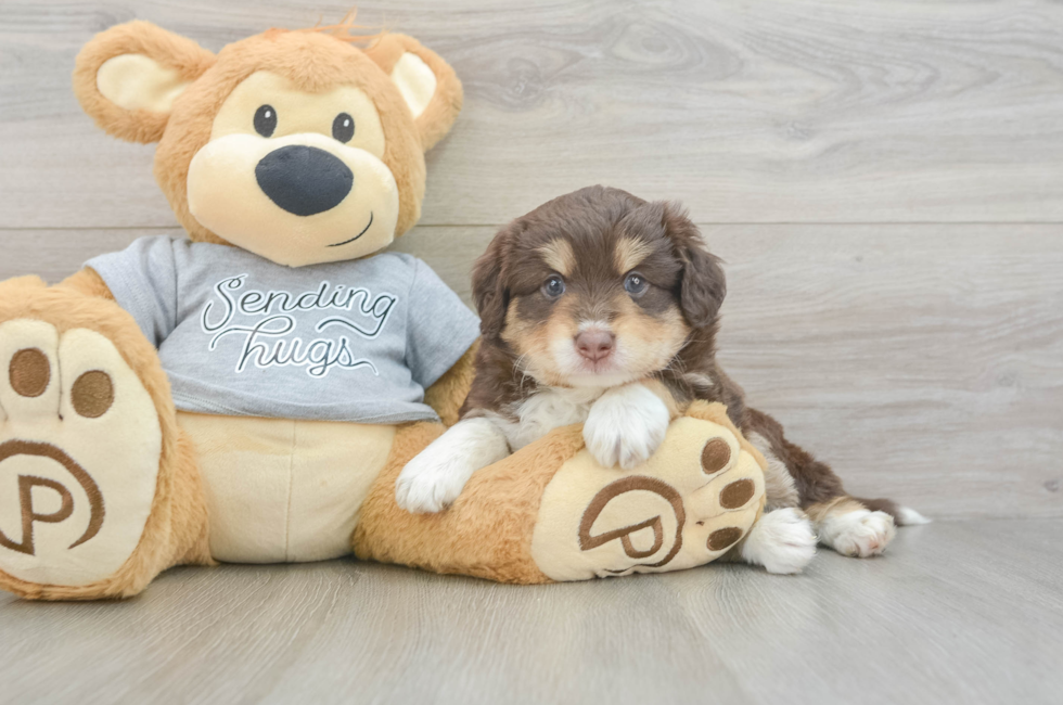 5 week old Mini Aussiedoodle Puppy For Sale - Puppy Love PR