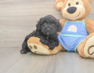6 week old Mini Aussiedoodle Puppy For Sale - Puppy Love PR