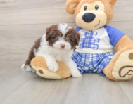 7 week old Mini Aussiedoodle Puppy For Sale - Puppy Love PR