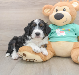 5 week old Mini Aussiedoodle Puppy For Sale - Puppy Love PR