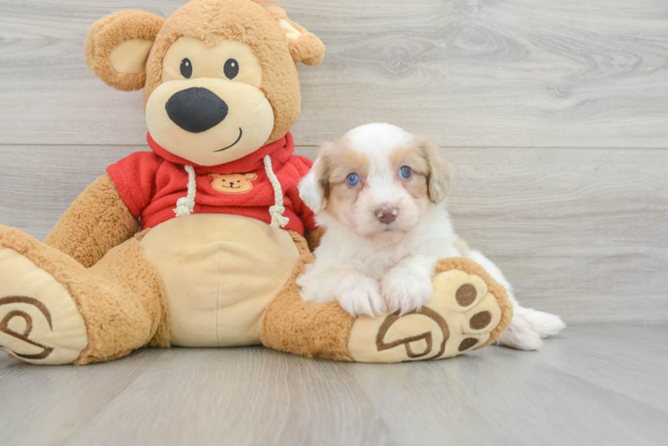 Meet Houston - our Mini Aussiedoodle Puppy Photo 1/3 - Puppy Love PR Energetic Aussiepoo Poodle Mix Puppy