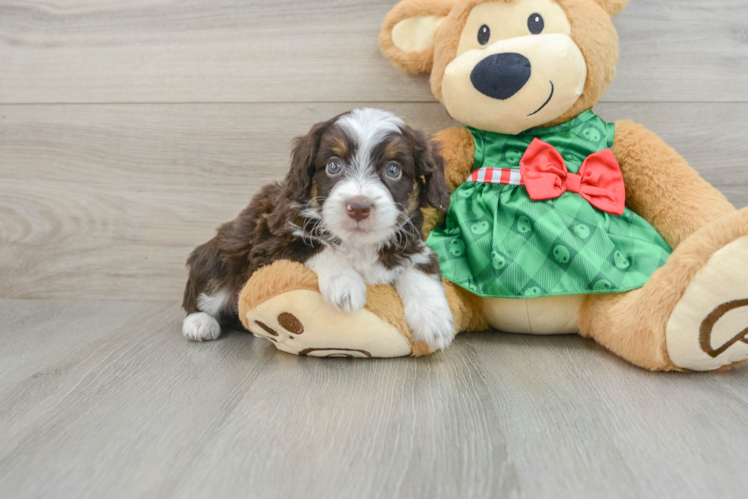 Meet Houston - our Mini Aussiedoodle Puppy Photo 1/3 - Puppy Love PR Little Mini Aussiepoo Poodle Mix Puppy