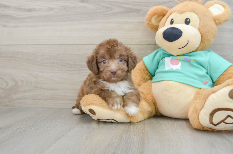 8 week old Mini Aussiedoodle Puppy For Sale - Puppy Love PR